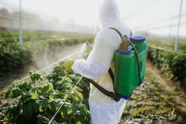 Wasp Removal Services in Gurnee, IL
